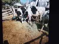 公牛, Russian Black pied cattle — 照片 3