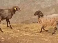 Sheep, Sheep — photo 2