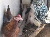 سيبرايت — الصورة 2