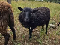 Sheep, Ouessant sheep — photo 4