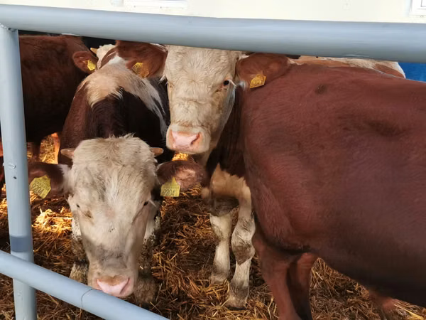 Cattle (batch, sex not specified), Simmental cattle