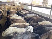 Brebis, Krasnoyarsk sheep — photo 3