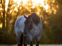 Cheval, Percheron — photo 3