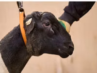 公羊, Dorper sheep — 照片 2