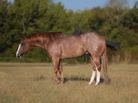公马, Quarter Horse — 照片 1