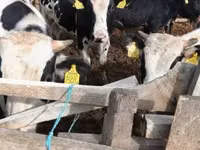Bulle, Russian Black pied cattle — Foto 2