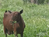 母山羊, Irish goat — 照片 6
