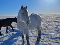 Horse (M), Alter Real — photo 2