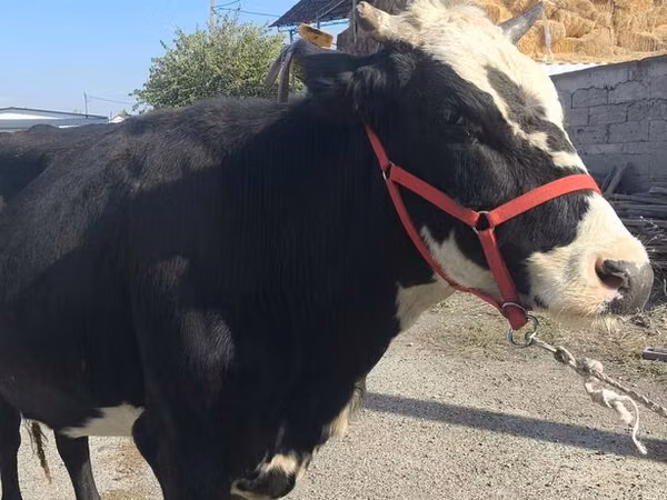 بقرة, Russian Black pied cattle