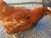 Chickens — फ़ोटो 2