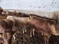 Taureau, Simmental cattle — photo 3
