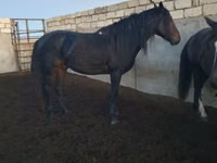 حصان, Kushum Horse — الصورة 3