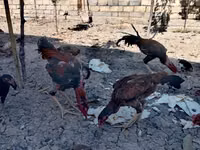 Japanisches Bantam — Foto 2