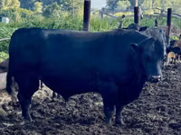 गाय, गोलस्टीन नस्ल — फ़ोटो 4