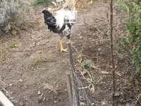 Indian Runner — foto 2