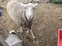 Brebis, Australian merinos sheep — photo 2