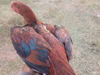 Chickens — फ़ोटो 2