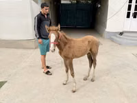 Yegua, Caballos — foto 1