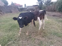 Toro, Russian Black pied cattle — foto 2