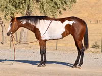 घोड़ी, National Show Horse — फ़ोटो 1