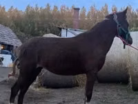 فرس, Welsh Cob — الصورة 4