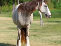 घोड़ी, Skyros Pony — फ़ोटो 4