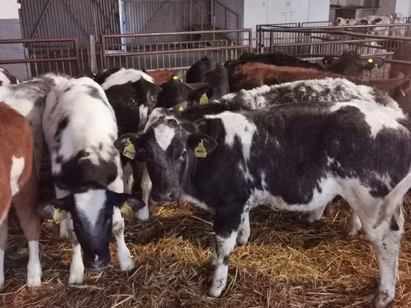 公牛, Russian Black pied cattle