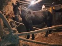 Horse (M), Nonius horse — photo 4