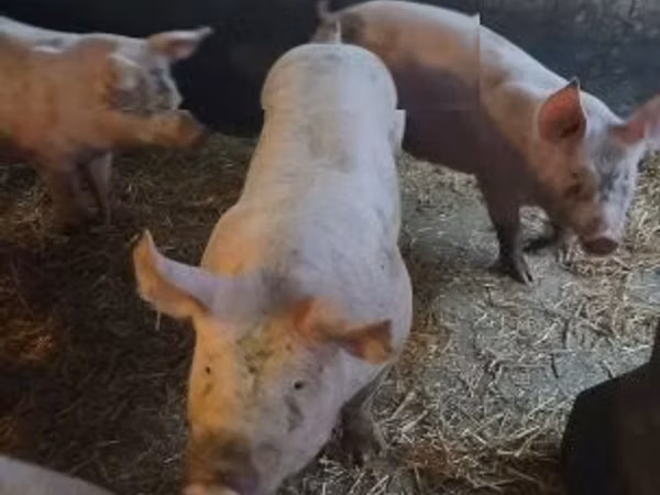 Boar, 