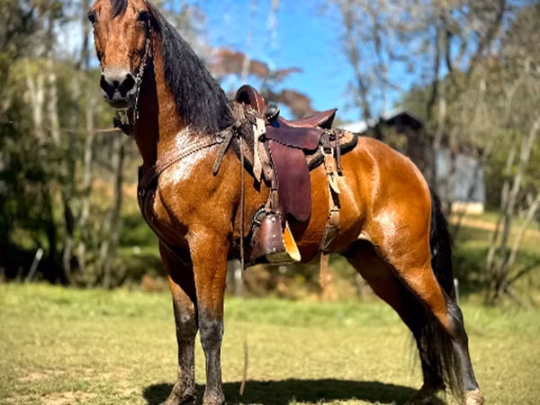 Cheval, Tennessee Walking Horse
