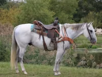 Cheval, Quarter Horse — photo 1