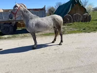 Jument, Chevaux — photo 2