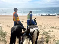 فرس, Pinto horses — الصورة 3