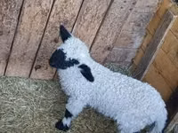 公羊, Wallis Country sheep — 照片 2