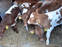 公牛, Simmental cattle — 照片 2