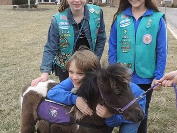 Hengst, Miniature horse
