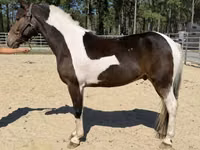 公马, American paint horse — 照片 2