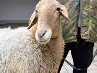 母羊, Awassi sheep — 照片 8