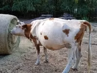 Cow, Simmental cattle — photo 3
