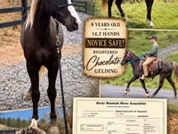 Cheval, Rocky Mountain Horse — photo 1