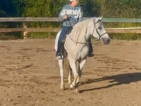 公马, Quarter Horse — 照片 3