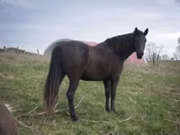 Jument, Black Sea breed — photo 5
