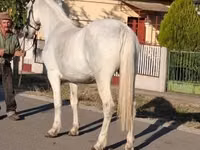 Jument, Chevaux — photo 6