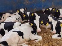 ثور, Simmental cattle — الصورة 6