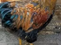 وياندوت — الصورة 1