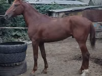 公马, Trakehner — 照片 7
