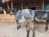 公牛, Swiss cattle — 照片 2