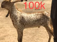 Chèvres (lot, sexe non indiqué), Najdi goat — photo 2