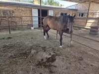 Mare, Thoroughbred horse — photo 3