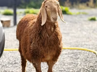 Widder, Hissar sheep — Foto 2